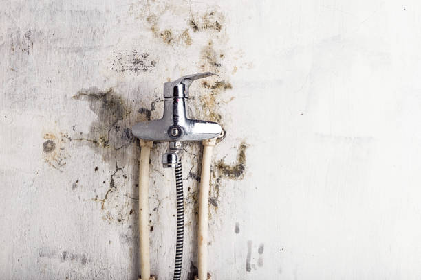 Best Mold Removal Company Near Me  in Moorhead, MS