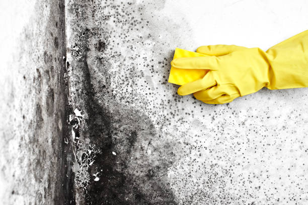 Best Water Damage Restoration  in Moorhead, MS