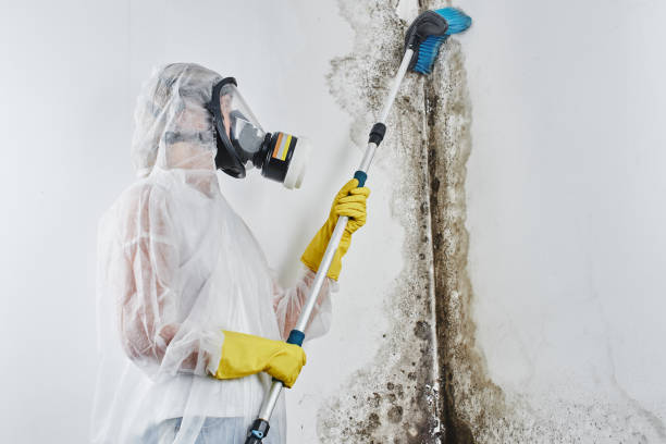 Best Certified Mold Removal  in Moorhead, MS