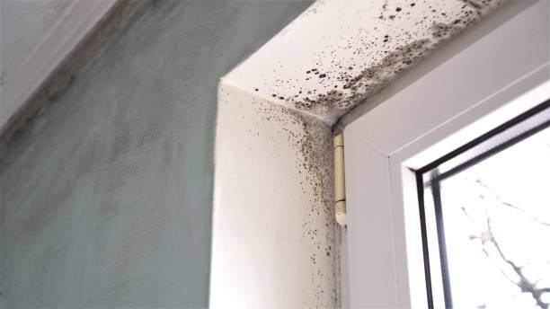 Professional Mold Removal in Moorhead, MS