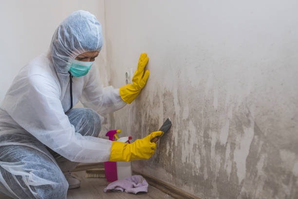 Trusted Moorhead, MS Mold Removal Experts