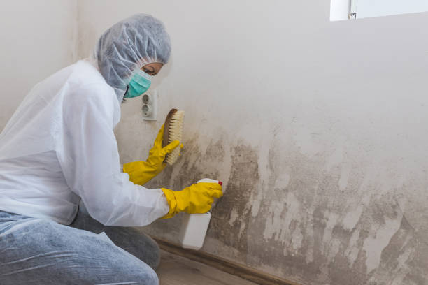 Best Office Mold Removal Services  in Moorhead, MS