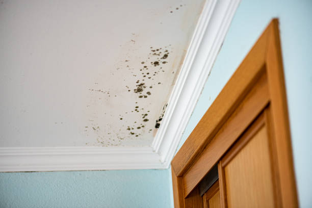 Best Same-Day Mold Removal  in Moorhead, MS