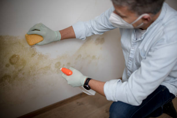 Best Fast Mold Removal  in Moorhead, MS