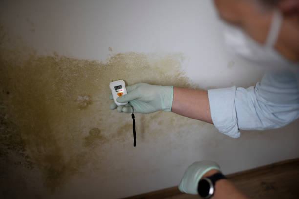 Best Affordable Mold Removal  in Moorhead, MS