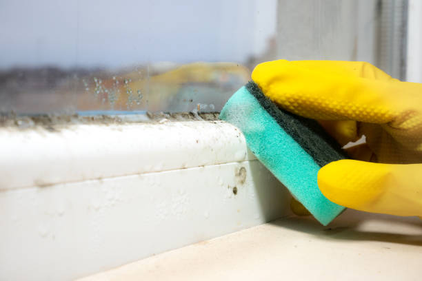 Best Mold Testing  in Moorhead, MS
