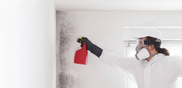 Best Mold Damage Repair  in Moorhead, MS