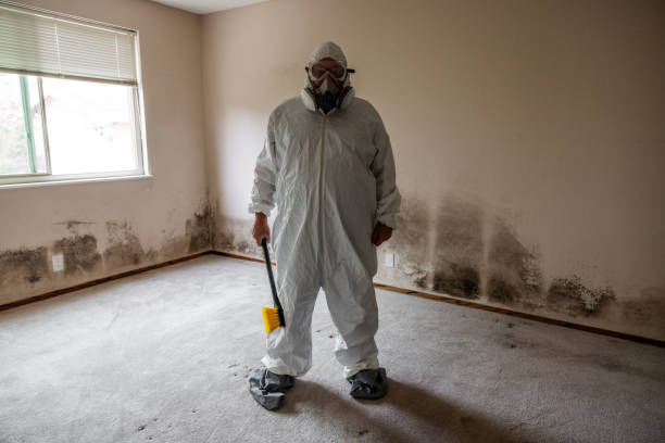 Best Local Mold Removal Service  in Moorhead, MS