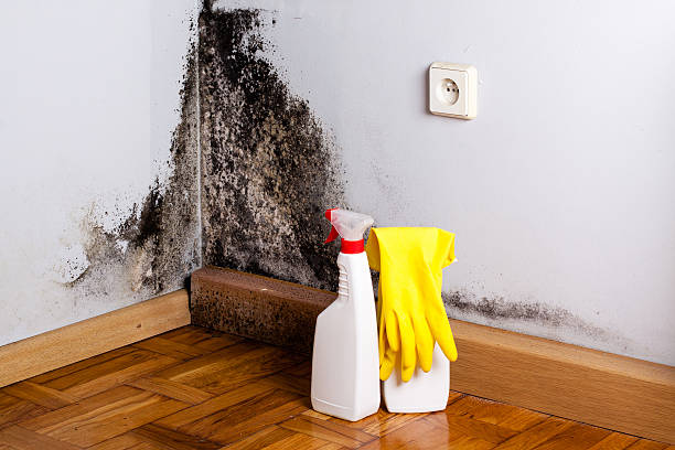 Mold Removal and Inspection in Moorhead, MS