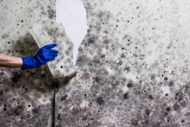 Best Mold Removal Near Me  in Moorhead, MS