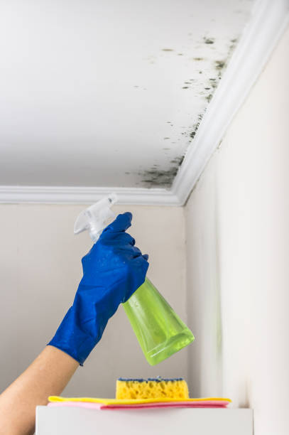 Best Mold Remediation  in Moorhead, MS